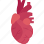 heart, cardiology, organ, health, human 