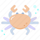 crab, ocean, animal, sea, nature 