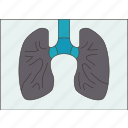 xray, lungs, respiratory, diagnosis, radiography