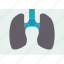 xray, lungs, respiratory, diagnosis, radiography 