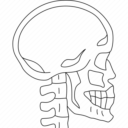 Skull, head, scan, human, anatomy icon - Download on Iconfinder