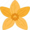 bidens, flower, blossom, yellow, petals