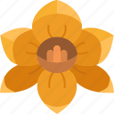 jonquil, yellow, flower, spring, blossom