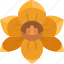 jonquil, yellow, flower, spring, blossom 