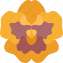 pansy, flower, blossom, garden, colorful