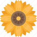 sun, flower, yellow, blossom, garden