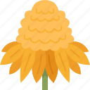 yellow, cone, flower, blossom, garden