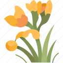 bulbine, flower, blossom, yellow, plant