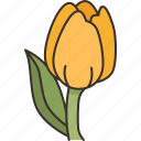 tulip, flower, spring, blossom, garden