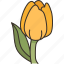 tulip, flower, spring, blossom, garden 
