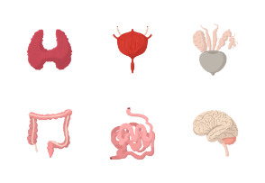Internal organs - cartoon